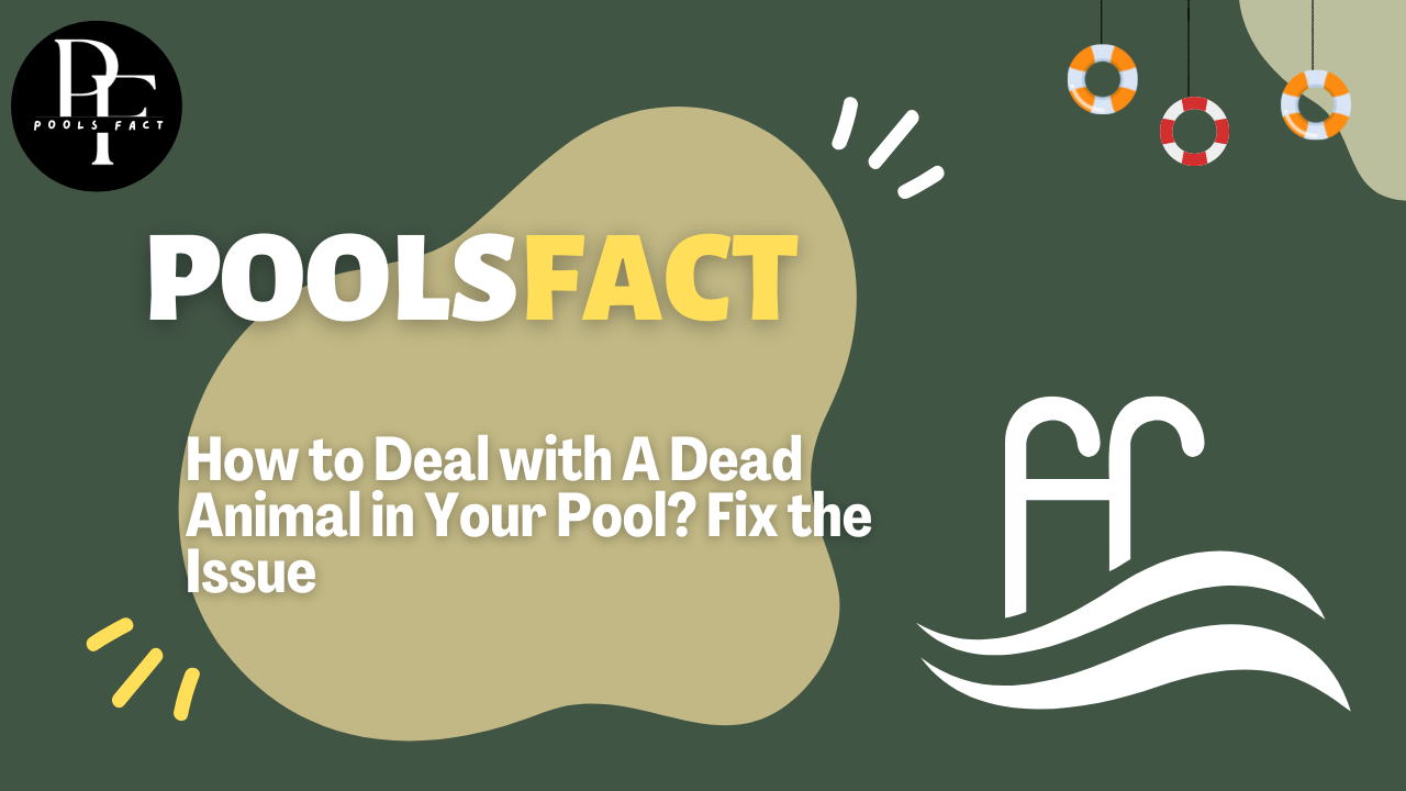 How to Deal with A Dead Animal in Your Pool? Fix the Issue